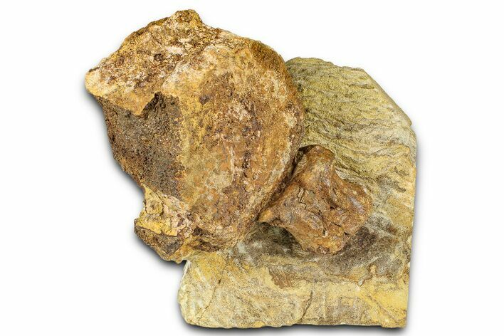 Fossil Hadrosaur Vertebrae in Sandstone - Wyoming #371516